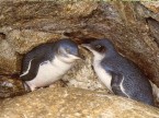 Blue Penguins.JPG (127 KB)